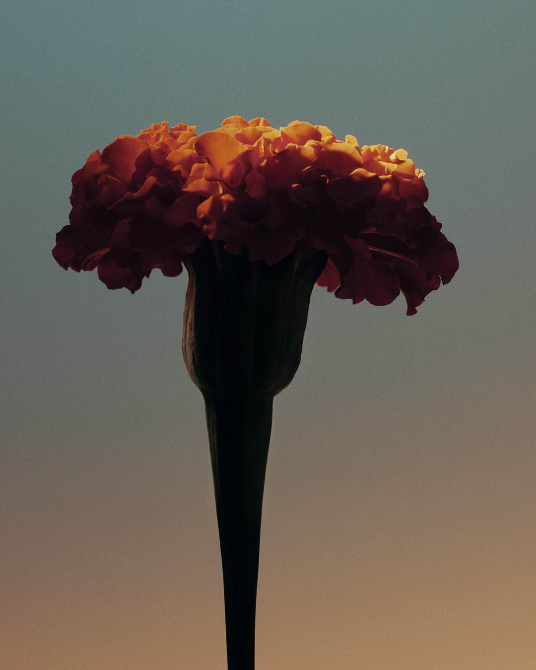 21 Oscar Calleja Still Life Beauty FragrancesOscar Calleja Still Life Flowers1 Craetive Paris 34 Craetive Paris 26