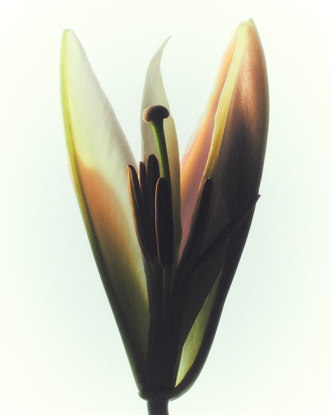 27 Oscar Calleja Still Life Beauty FragrancesOscar Calleja Still Life CosmeticsOSCARCALLEJAMG DAY2 SS25CAPSULE Shot23 0770 3 Craetive Paris 14 Craetive Paris 01 Craetive Paris 12