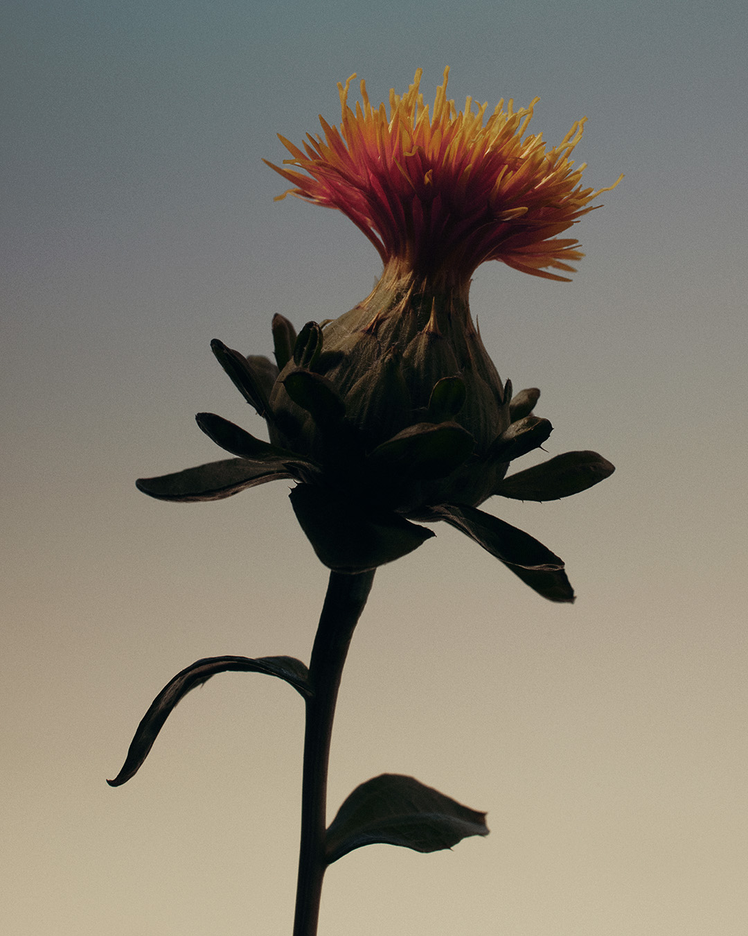 28 Oscar Calleja Still Life Beauty FragrancesOscar Calleja Still Life Flowers3 Craetive Paris 30 Craetive Paris 28