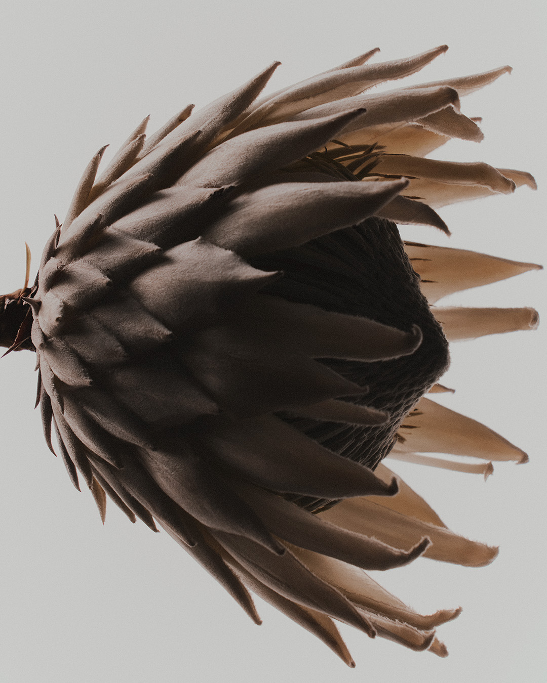 30 Oscar Calleja Still Life Food BeveragesOscar Calleja Still Life Food BeveragesSABLE33718 1 Craetive Paris 36 Sables Craetive Paris 06