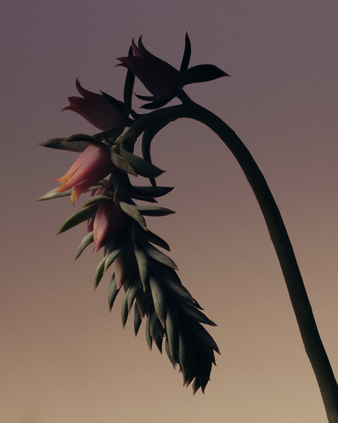 38 Oscar Calleja Still Life Beauty FragrancesOscar Calleja Still Life Flowers2 Craetive Paris 33 Craetive Paris 27