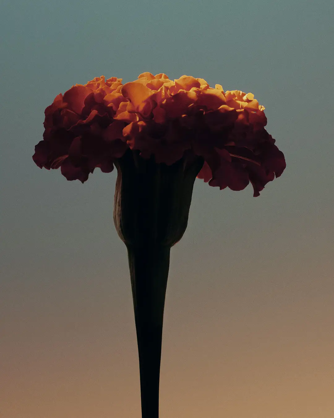 55 Oscar Calleja Still Life Flowers1 Craetive Paris