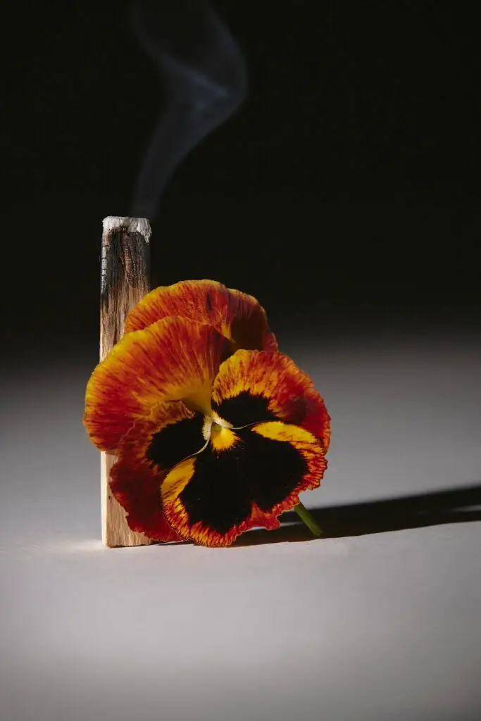 Thyrse Craetive Paris Portfolio Blumenhaus11