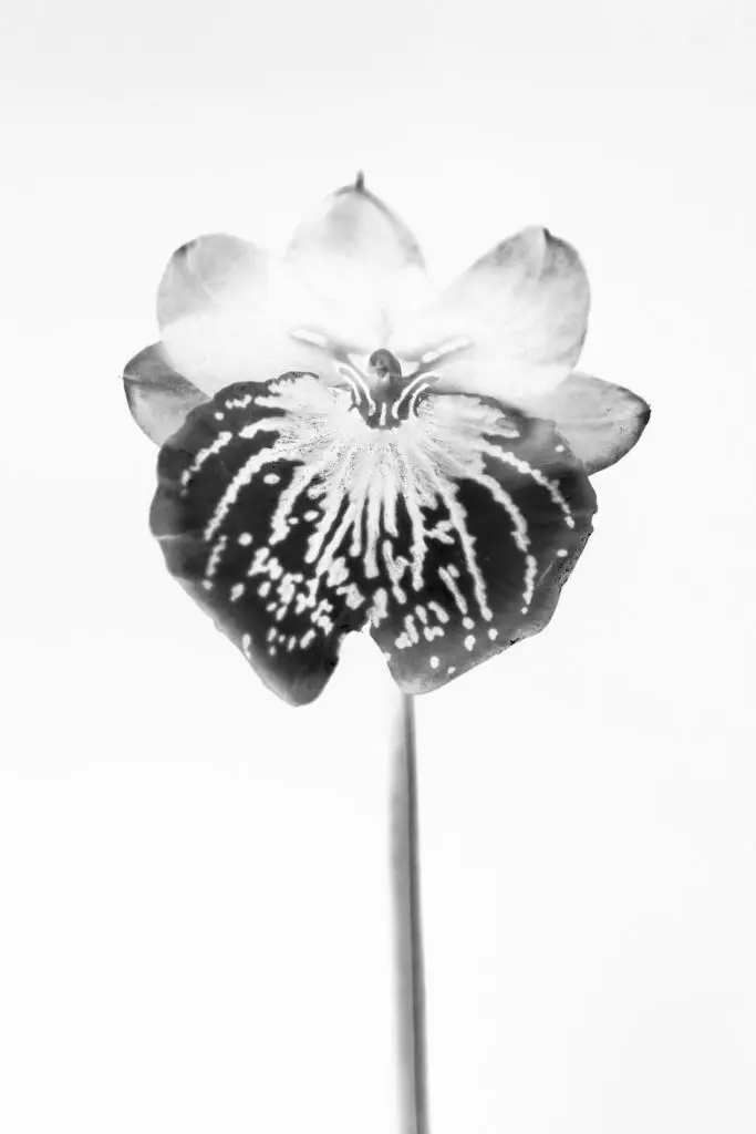 Thyrse Craetive Paris Portfolio DH 01