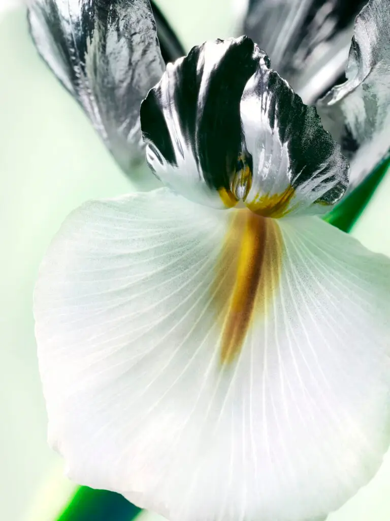 Thyrse Craetive Paris Portfolio Infiniment Coty Fragrances 01