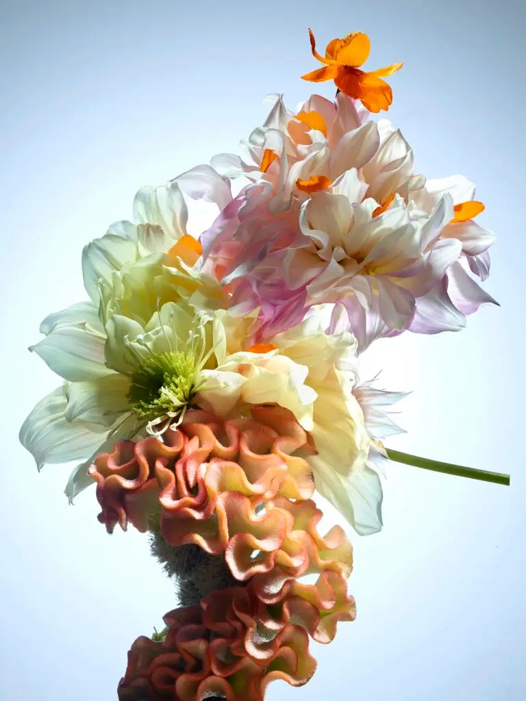 Thyrse Craetive Paris Portfolio Jean Baptiste Degez 01