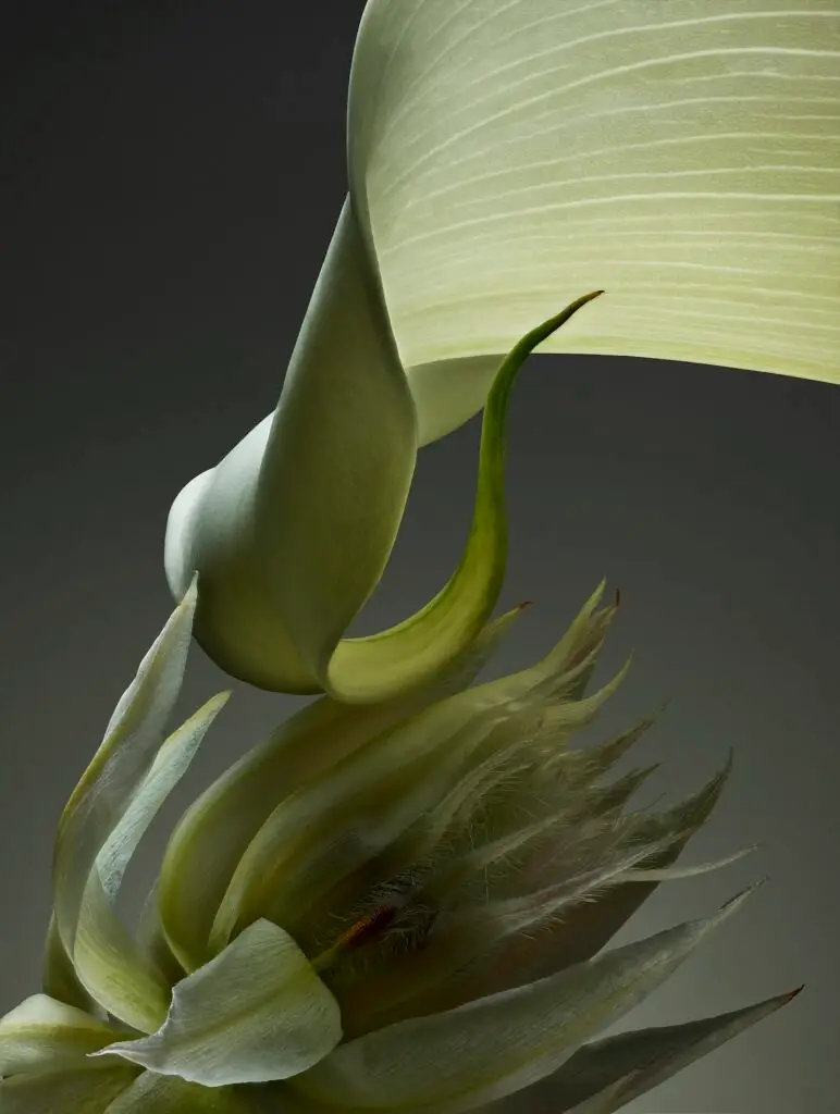 Thyrse Craetive Paris Portfolio Jean Baptiste Degez V04