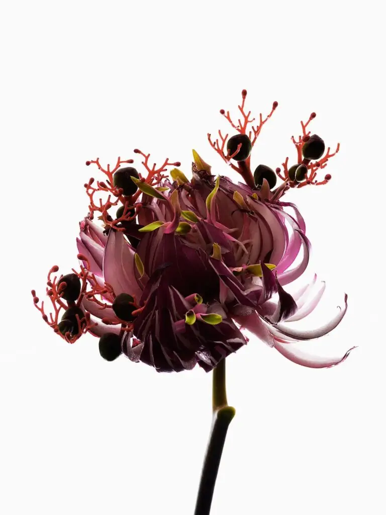 Thyrse Craetive Paris Portfolio L Hybrids 03