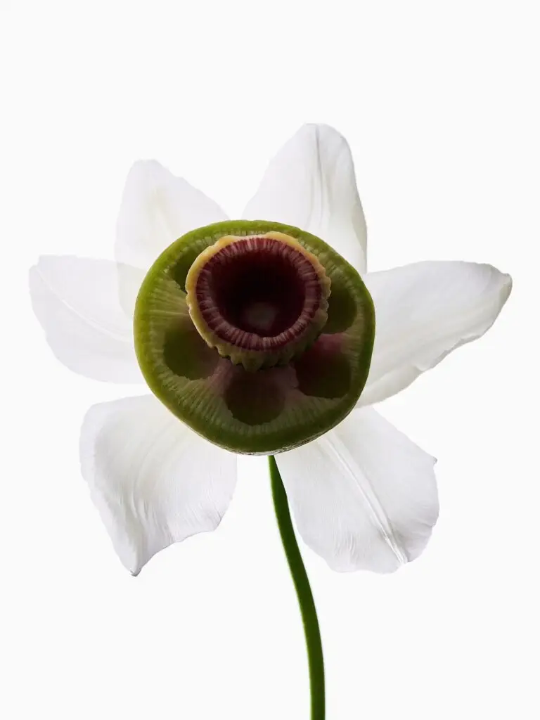 Thyrse Craetive Paris Portfolio L Hybrids 05