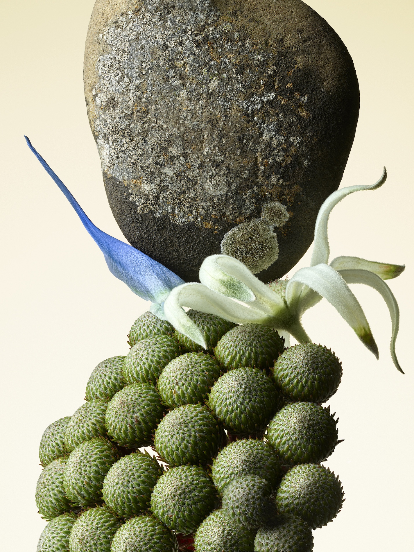 003 Jean Baptiste Degez Flowers Craetive Paris