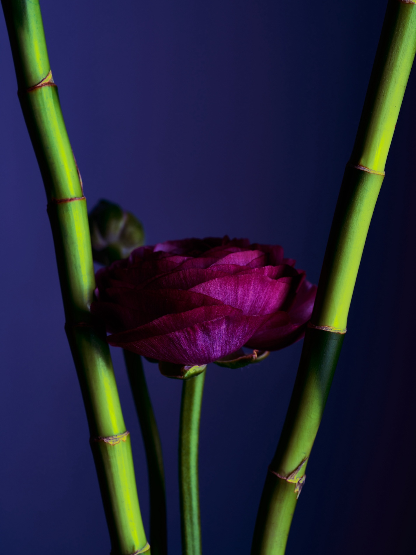 004 Fernando Gomez Craetive Paris Bold Make Up