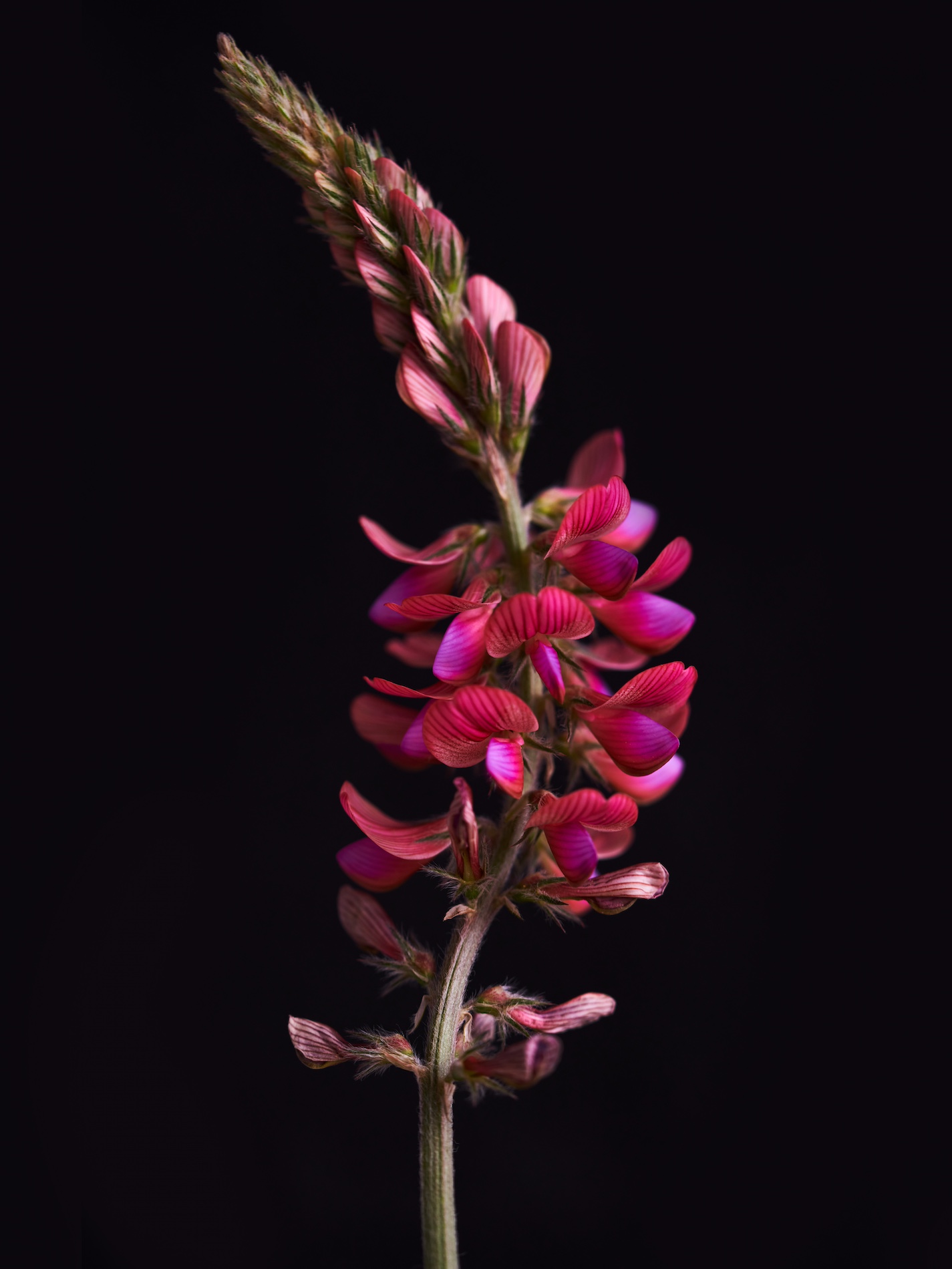 006 Fernando Gomez Craetive Paris Bold Make Up