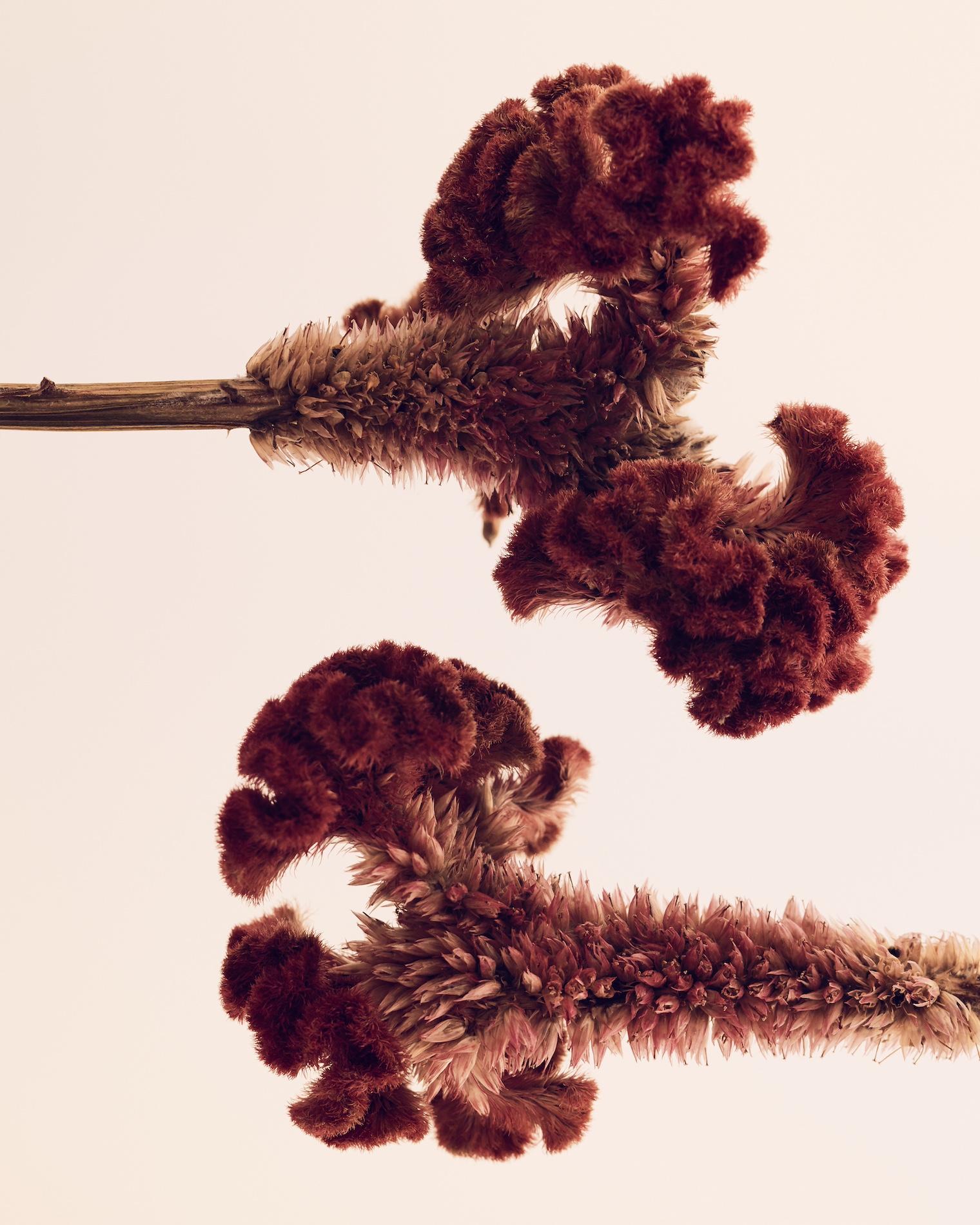 006 Fernando Gomez Craetive Paris Clean Beauty