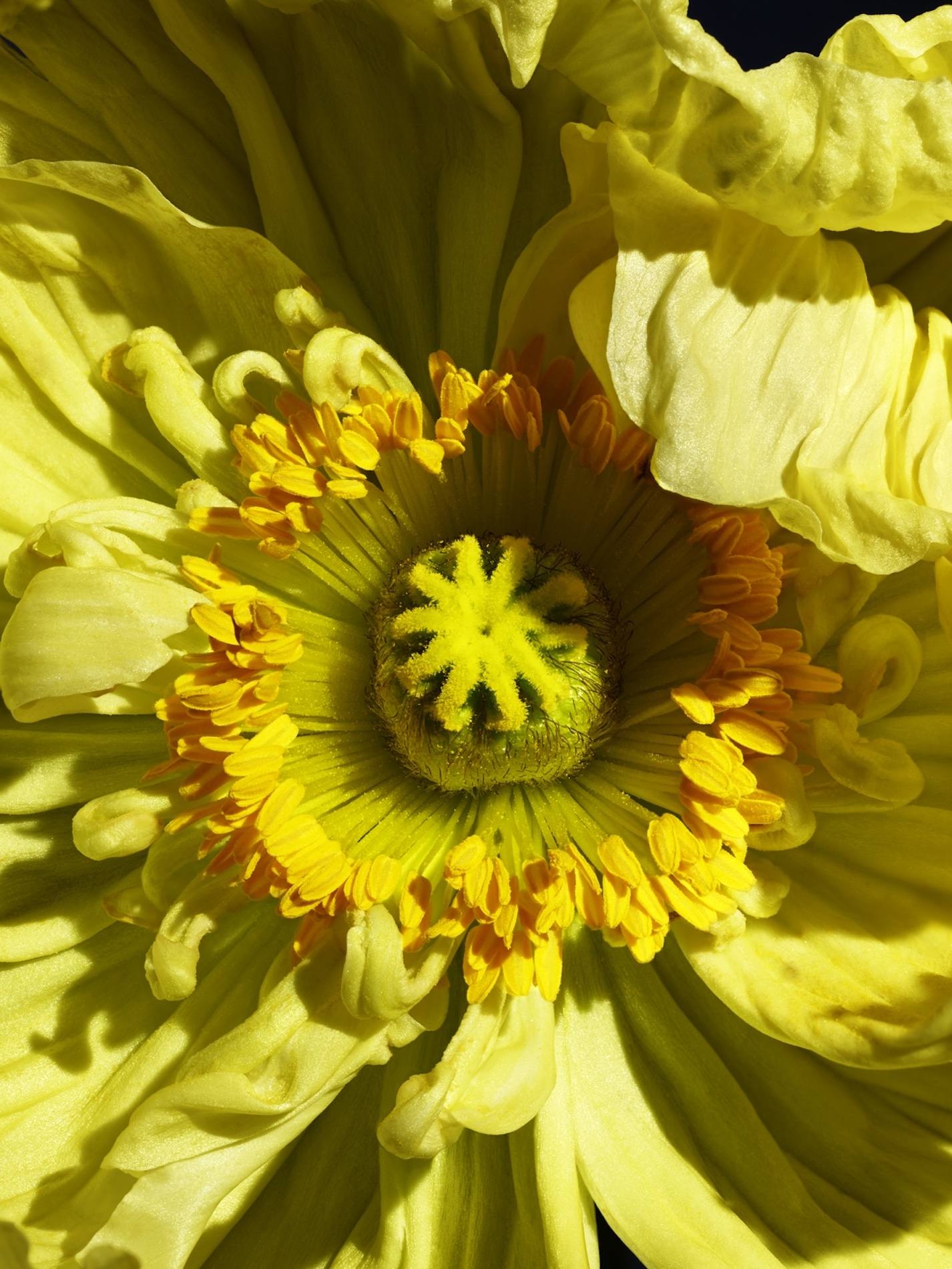 006 Jean Baptiste Degez Flowers Craetive Paris