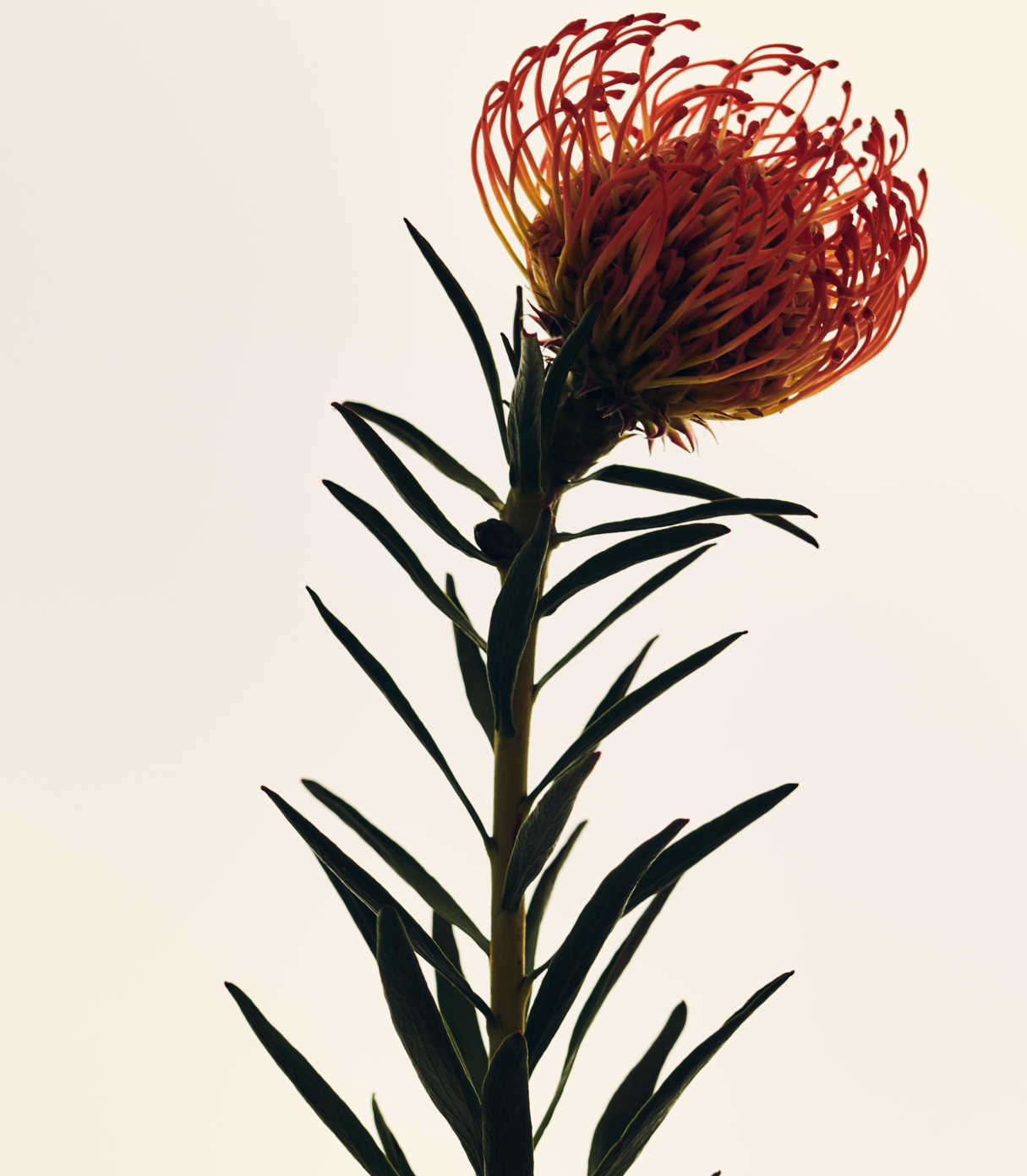 008 Fernando Gomez Craetive Paris Clean Beauty