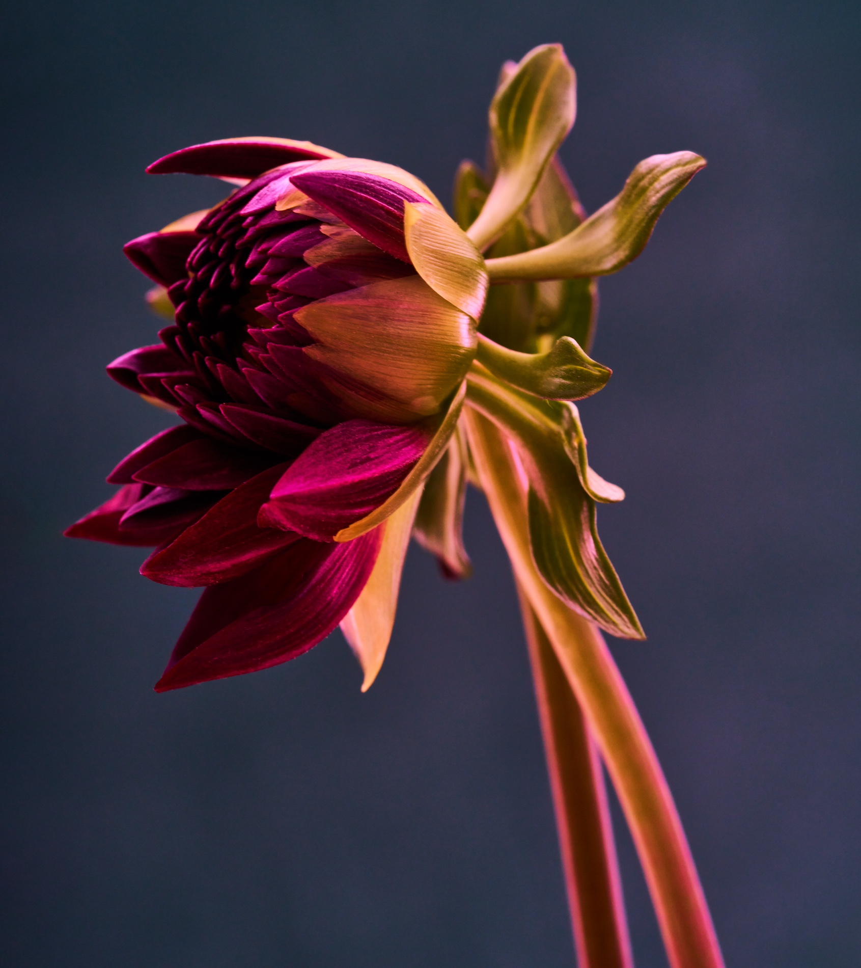 009 Fernando Gomez Craetive Paris Bold Make Up