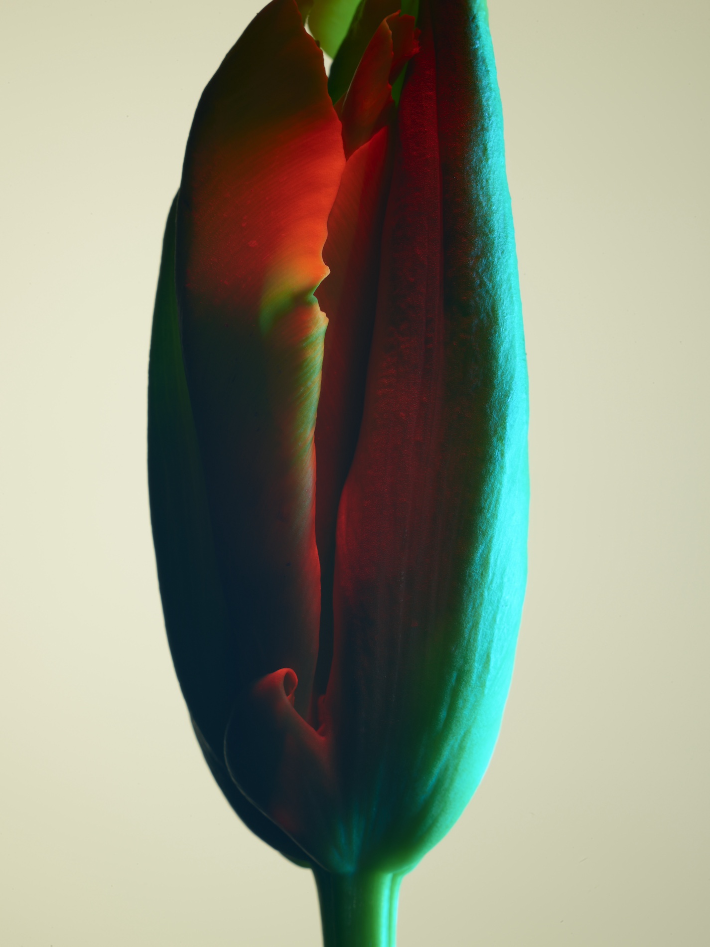 010 Jean Baptiste Degez Flowers Craetive Paris