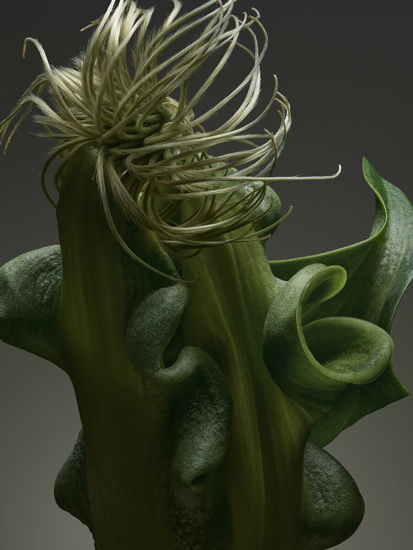 012 Jean Baptiste Degez Flowers Craetive Paris