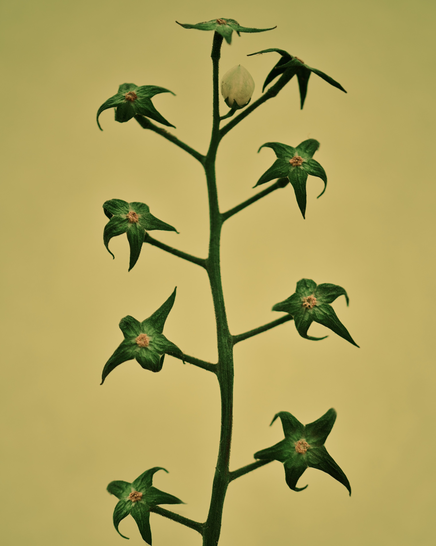 014 Fernando Gomez Craetive Paris Clean Beauty