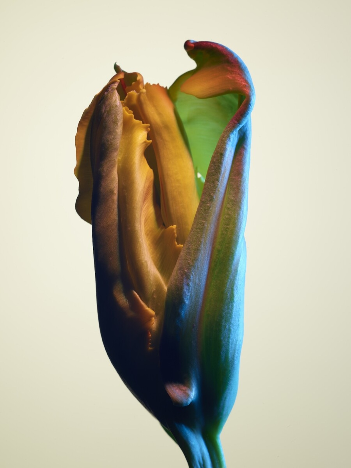 016 Jean Baptiste Degez Flowers Craetive Paris