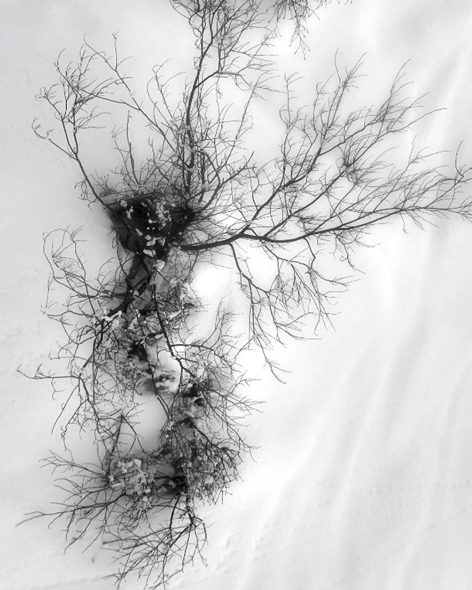 017 Lucian Bor Craetive Paris Still Life Landscape