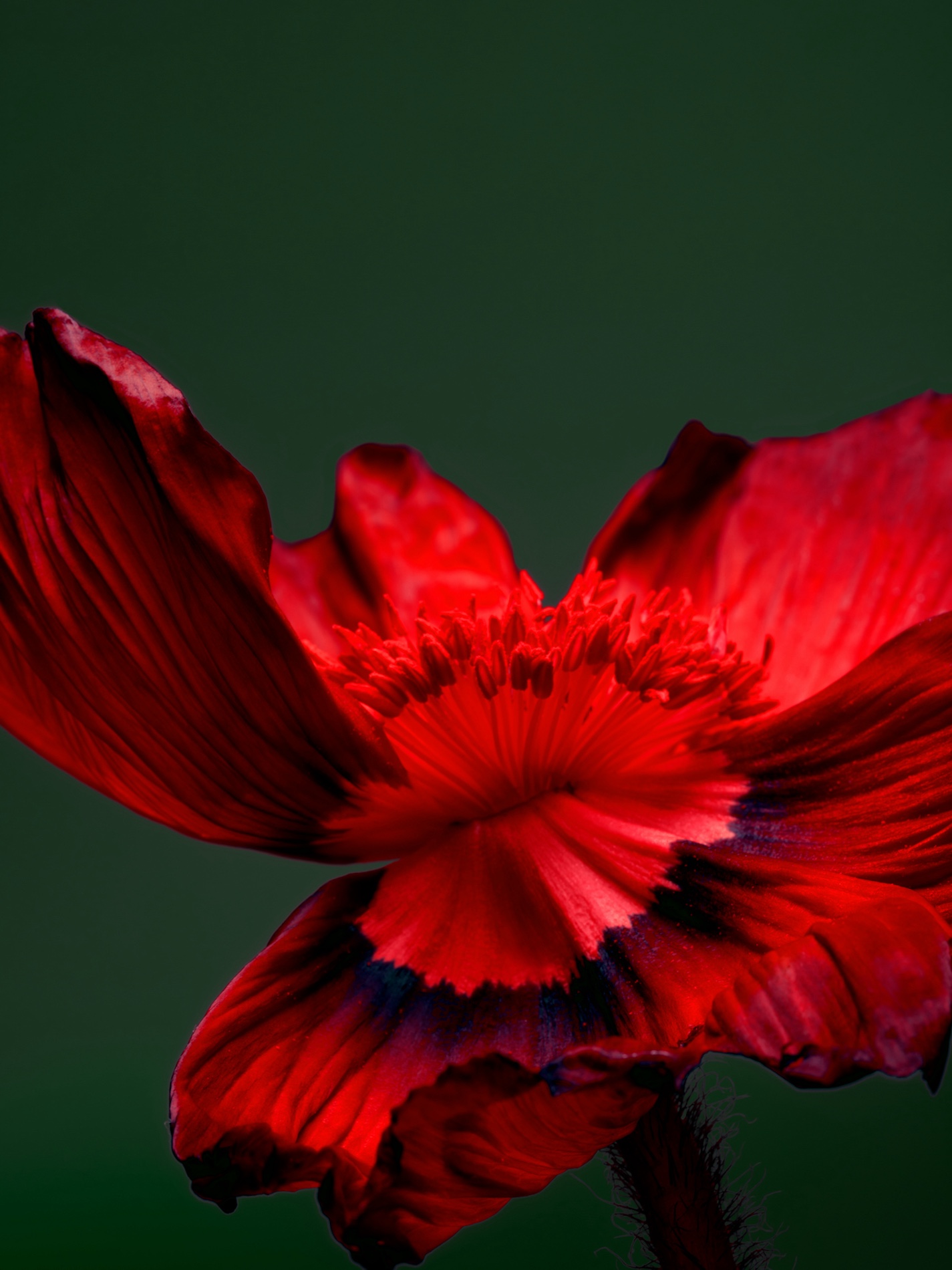 018 Fernando Gomez Craetive Paris Bold Make Up