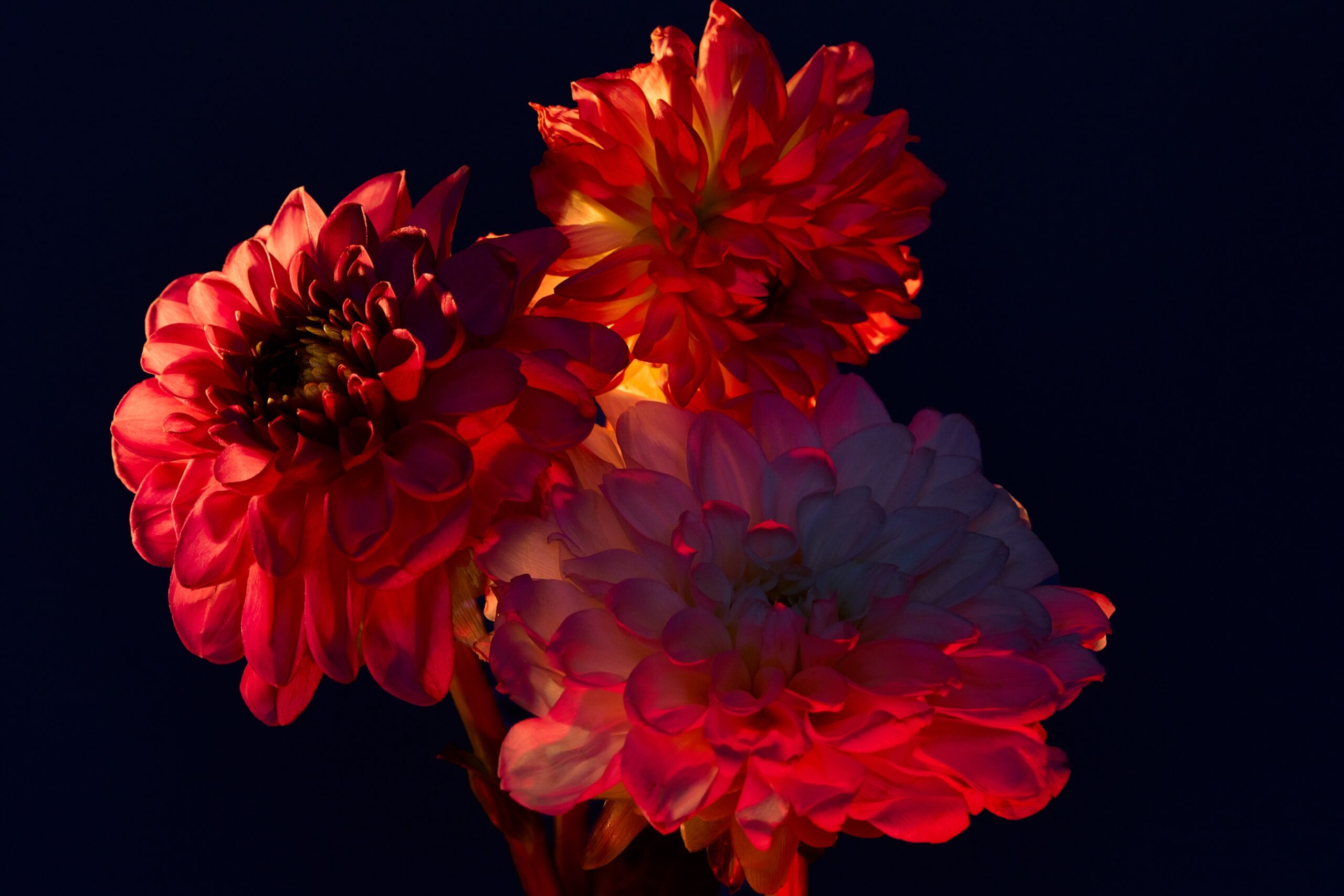 01 Fernando Gomez Craetive Paris Fragrances Flowers