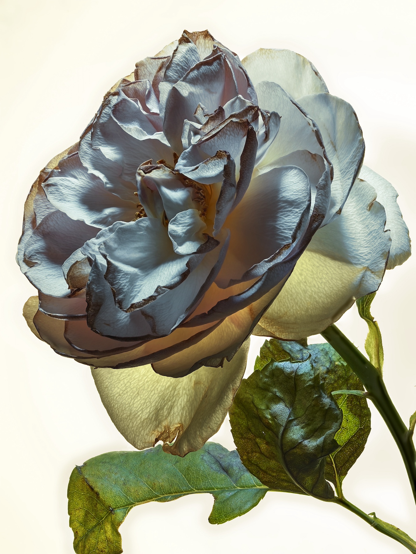 020 Jean Baptiste Degez Flowers Craetive Paris