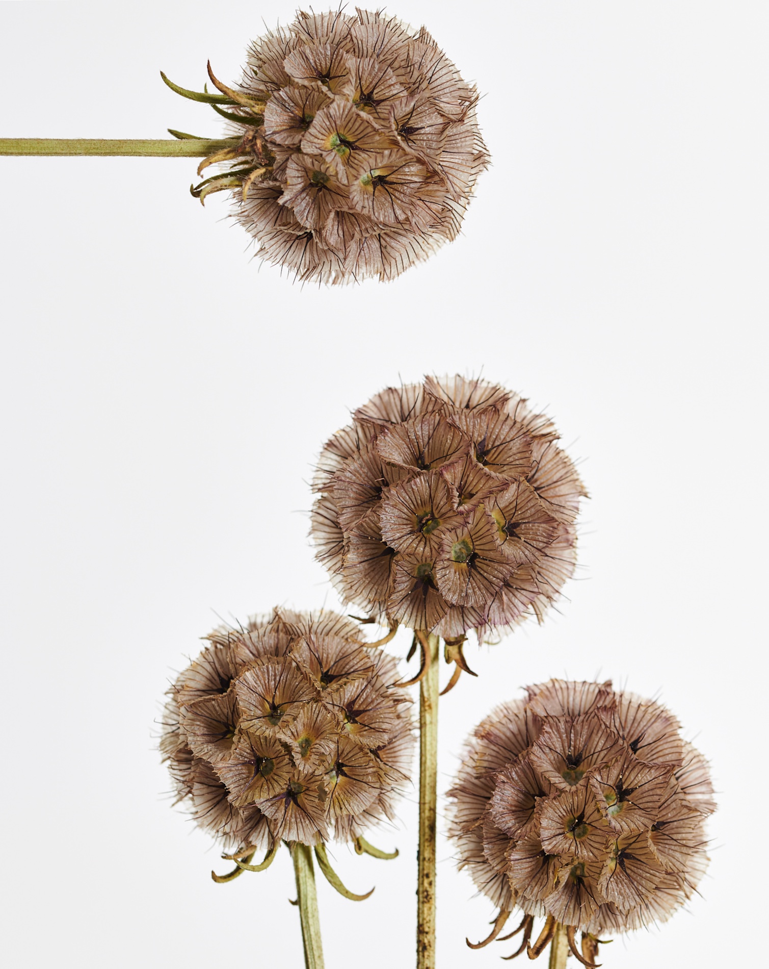 021 Fernando Gomez Craetive Paris Clean Beauty