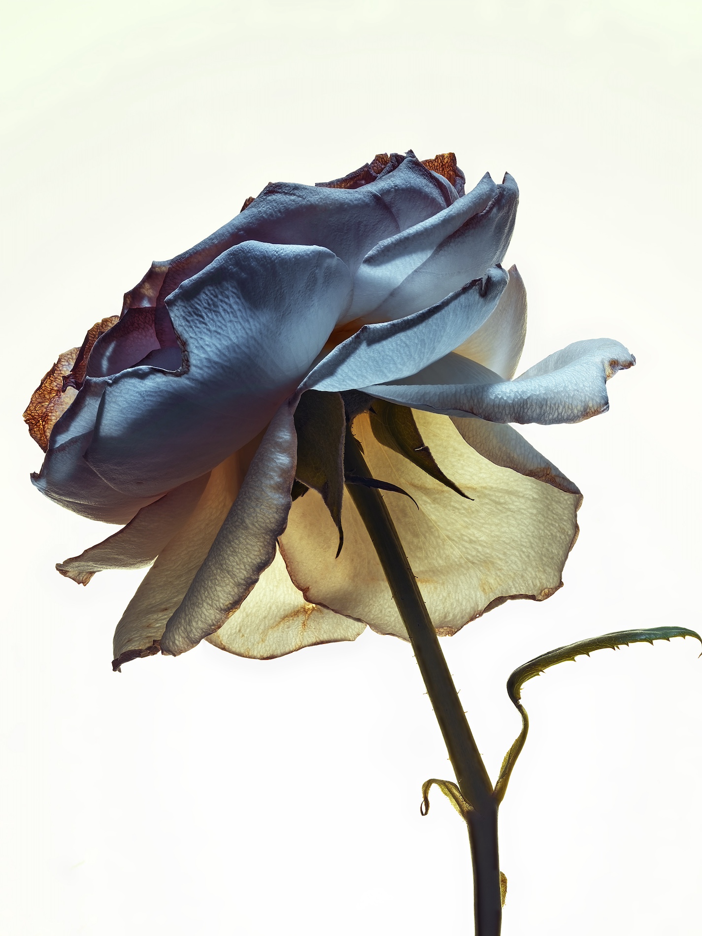 022 Jean Baptiste Degez Flowers Craetive Paris