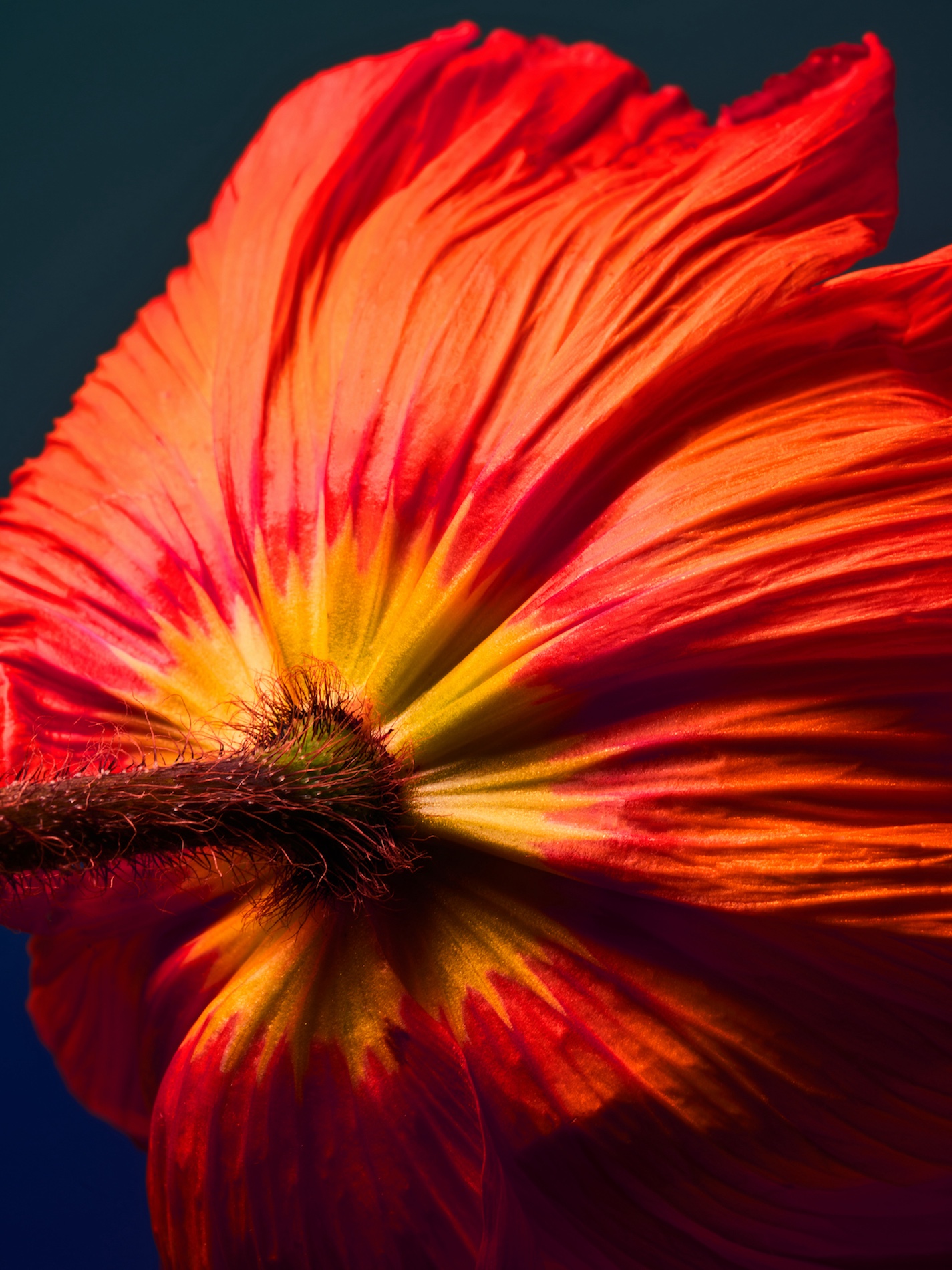 024 Fernando Gomez Craetive Paris Bold Make Up