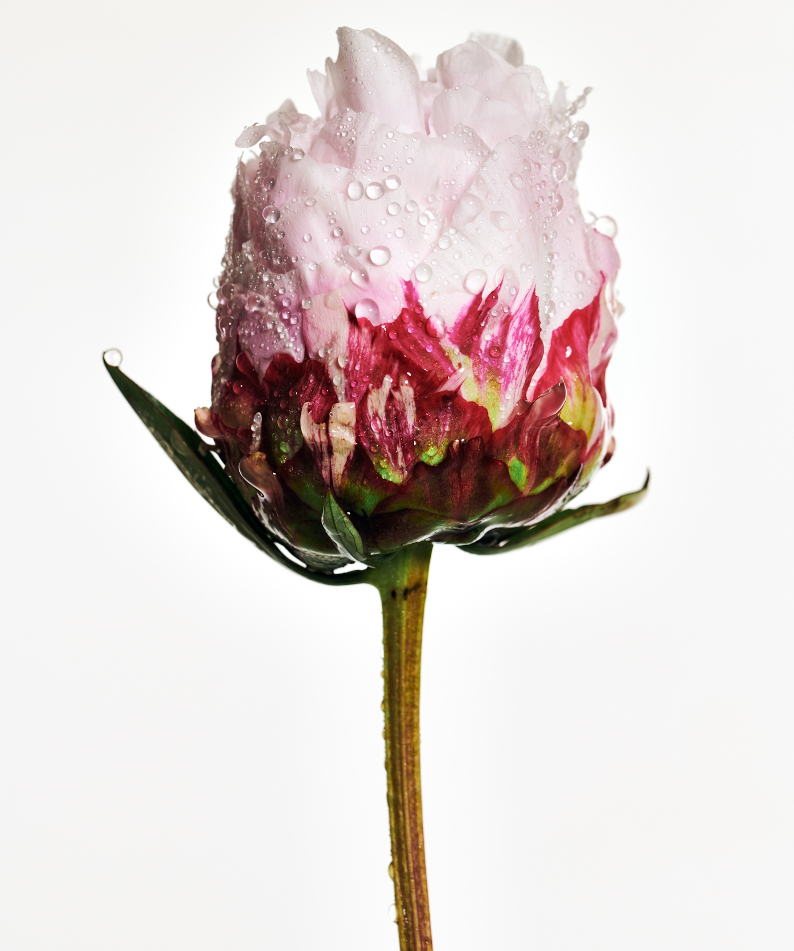 025 Fernando Gomez Craetive Paris Clean Beauty