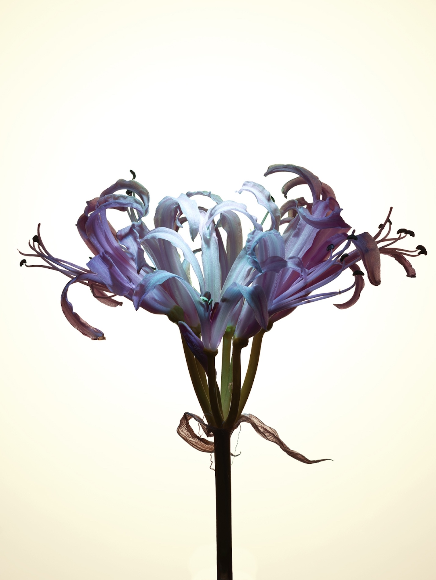 032 Jean Baptiste Degez Flowers Craetive Paris