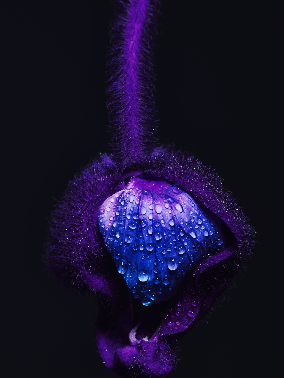 033 Fernando Gomez Craetive Paris Bold Make Up