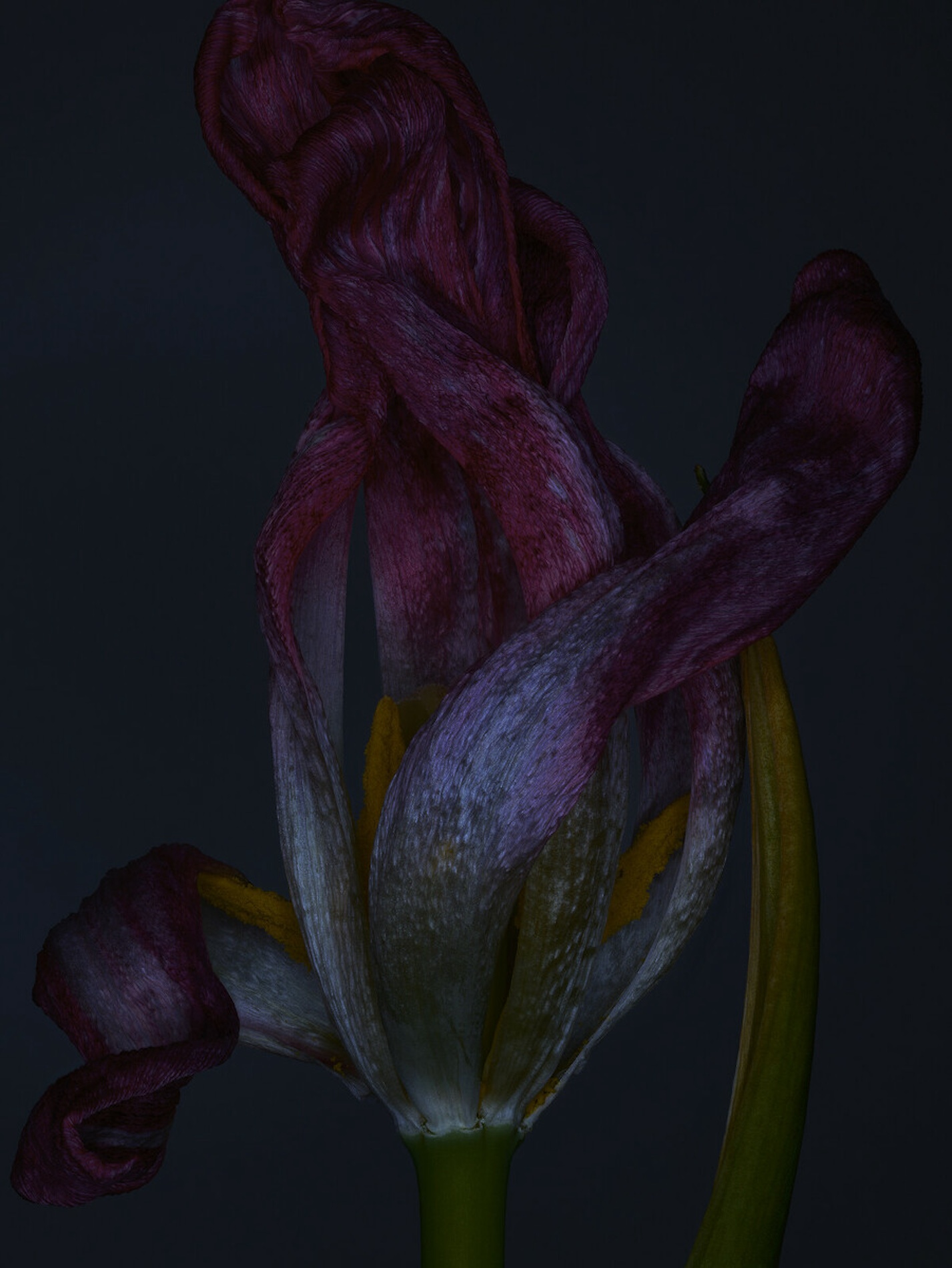 034 Jean Baptiste Degez Flowers Craetive Paris