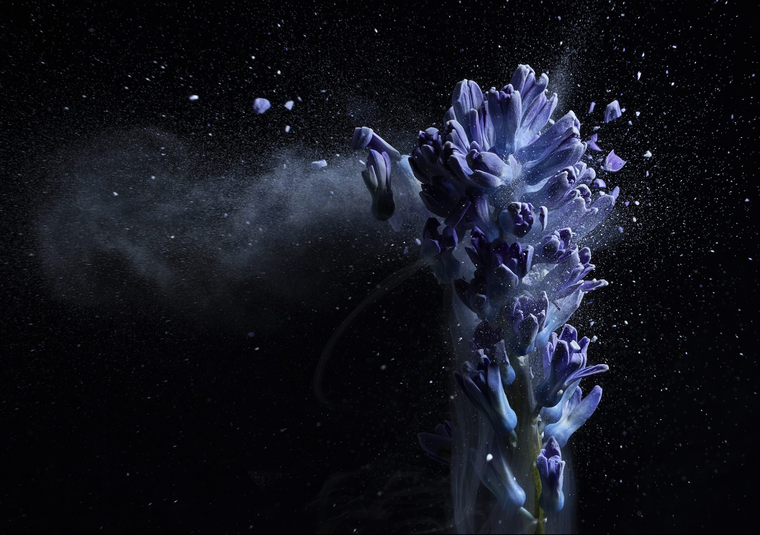 039 Jean Baptiste Degez Flowers Craetive Paris