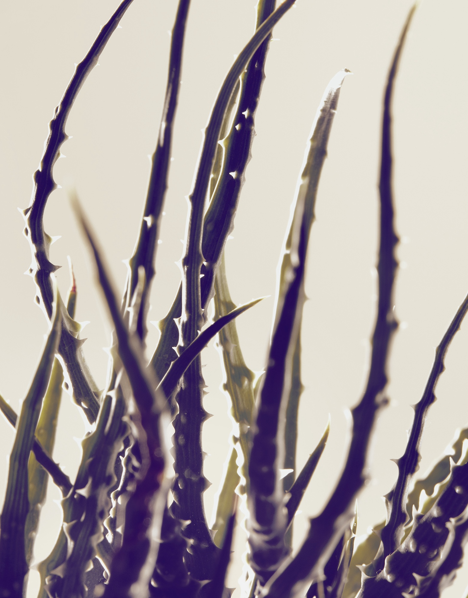 041 Karina Twiss Craetive Paris Portfolio Cartier Cactus