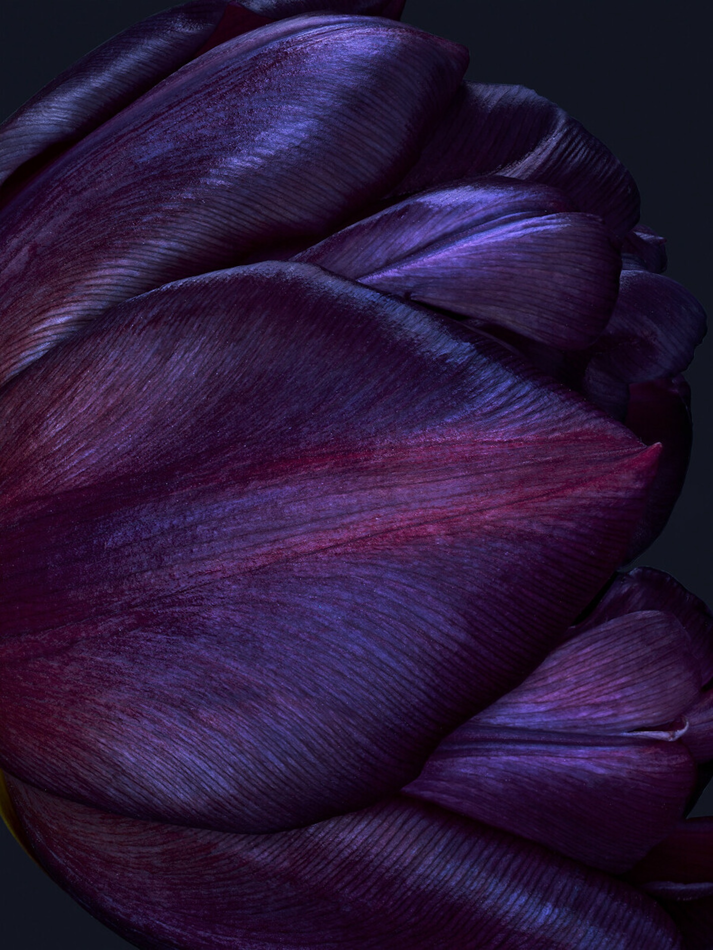 042 Jean Baptiste Degez Flowers Craetive Paris