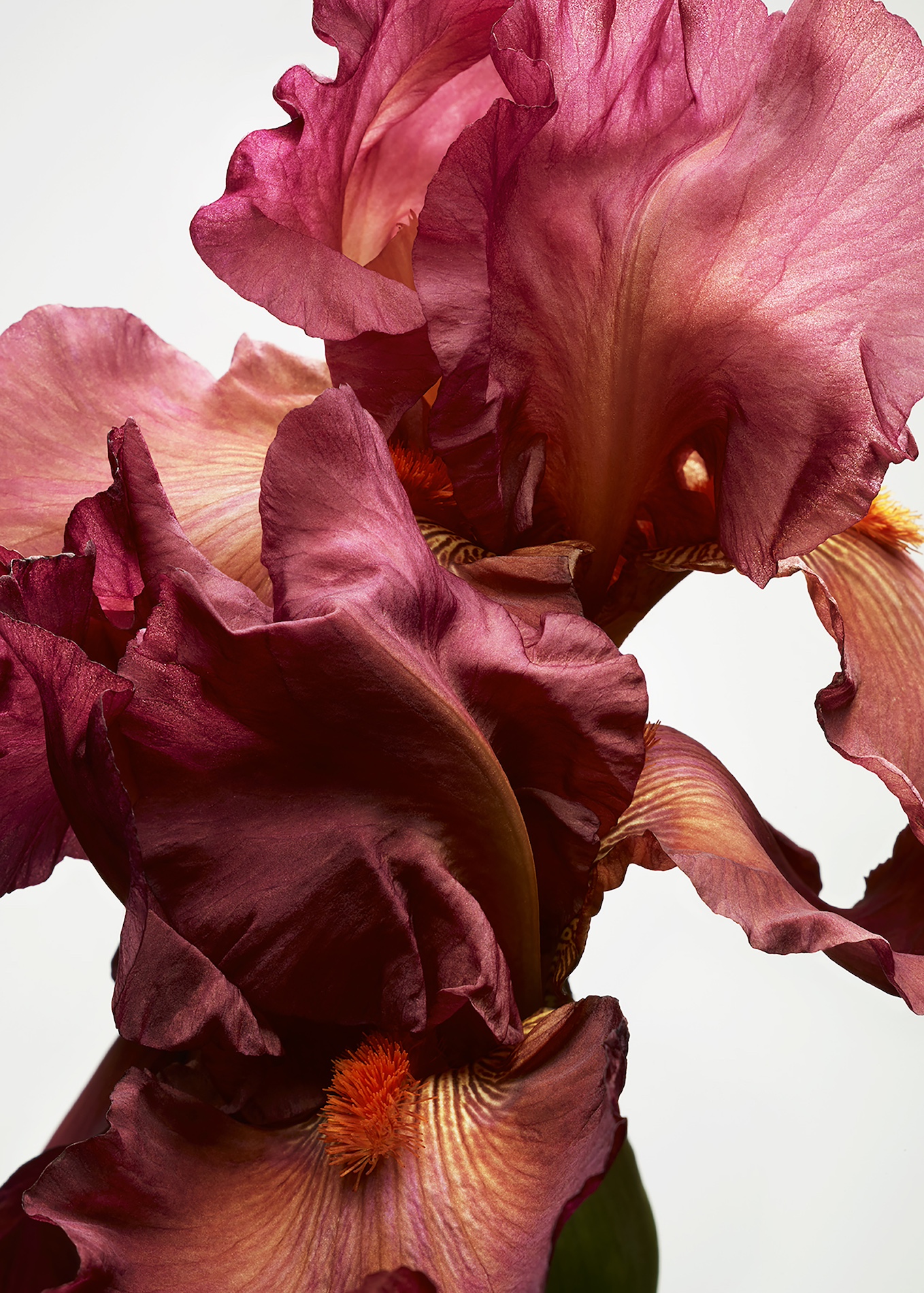 044 Jean Baptiste Degez Flowers Craetive Paris