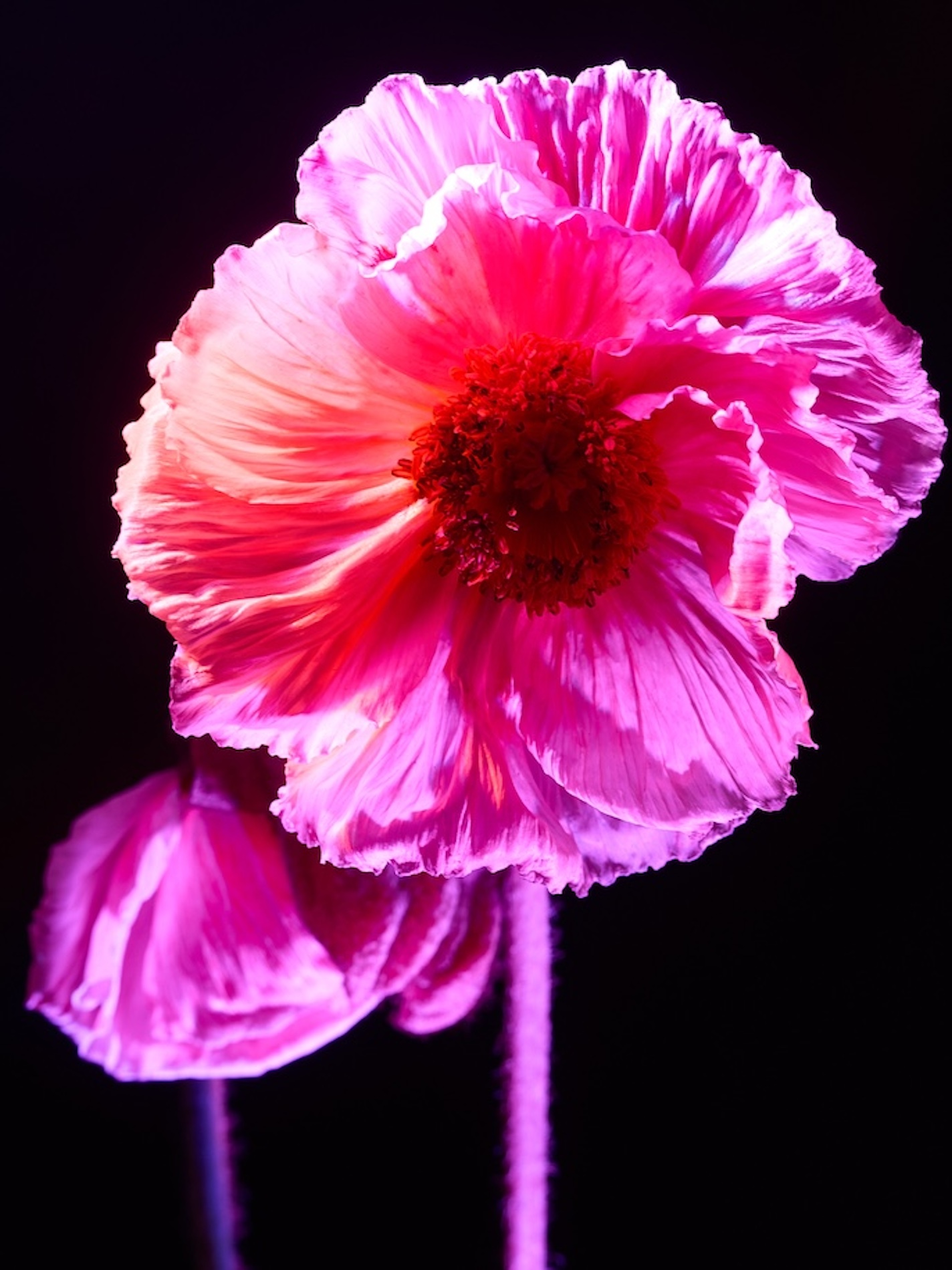 04 Fernando Gomez Craetive Paris Fragrances Flowers