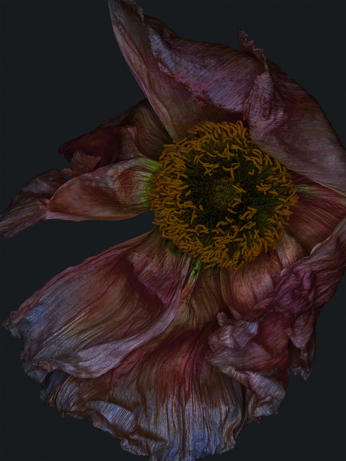 051 Jean Baptiste Degez Flowers Craetive Paris