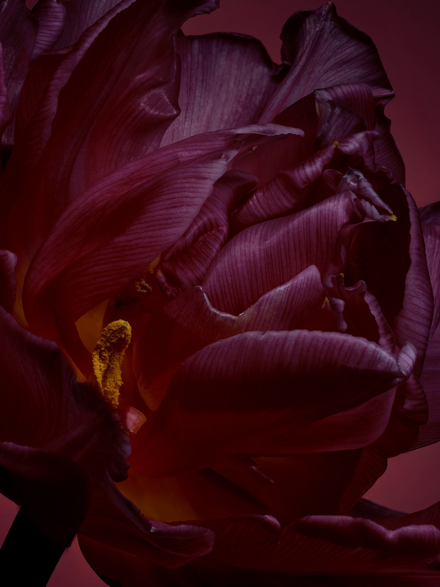 053 Jean Baptiste Degez Flowers Craetive Paris