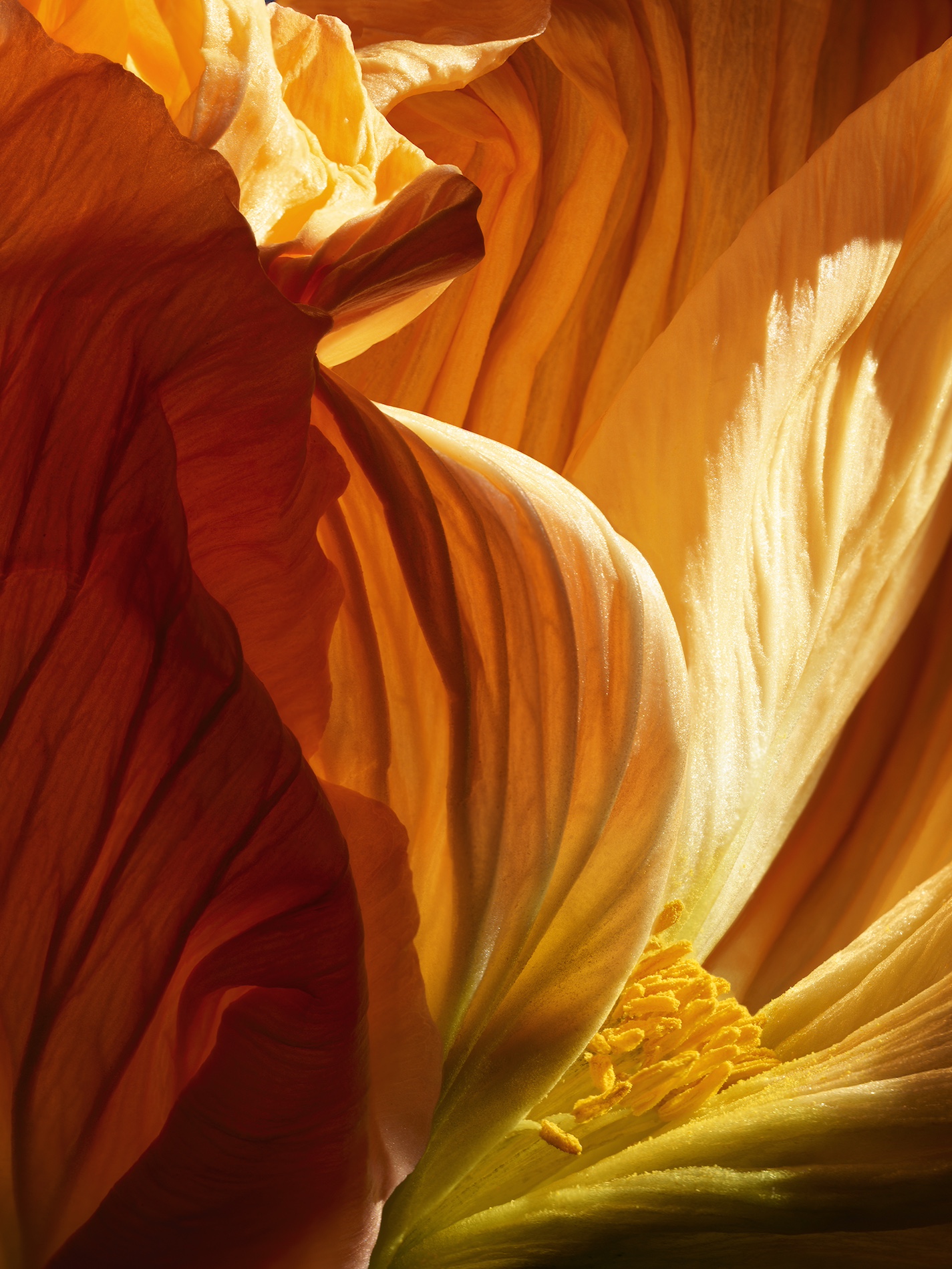 057 Jean Baptiste Degez Flowers Craetive Paris