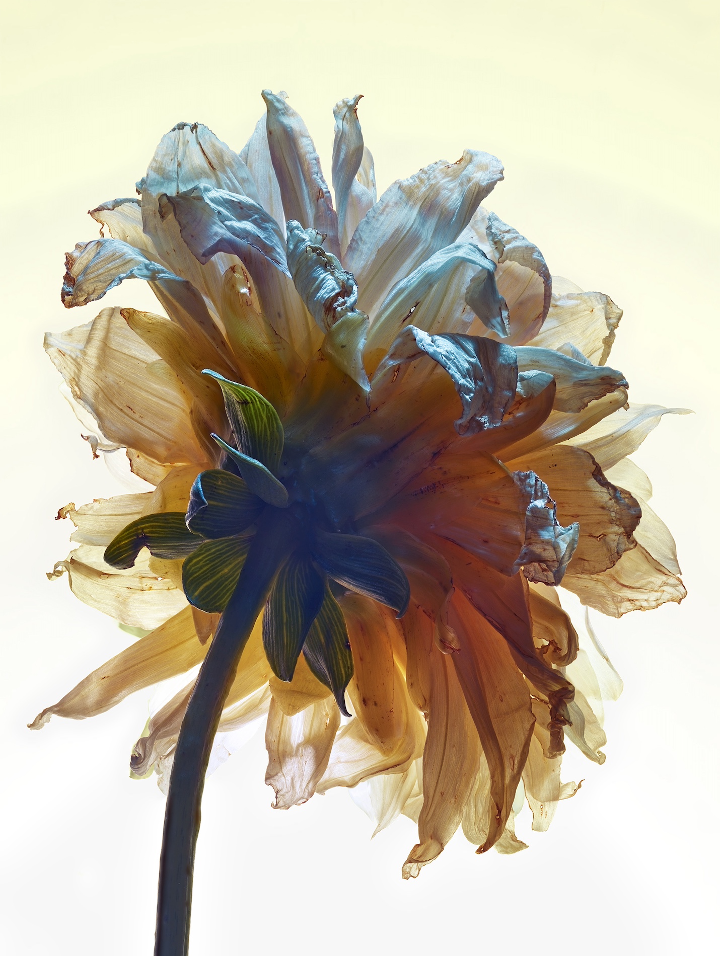 058 Jean Baptiste Degez Flowers Craetive Paris