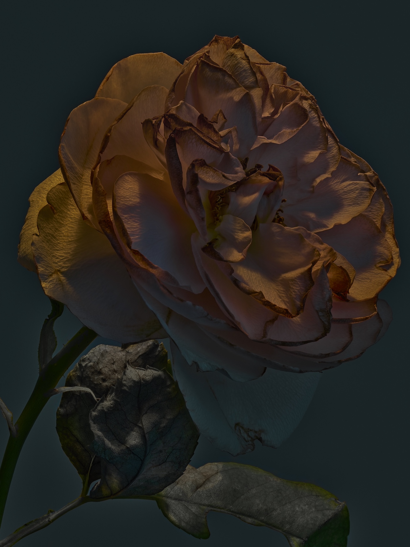 065 Jean Baptiste Degez Flowers Craetive Paris