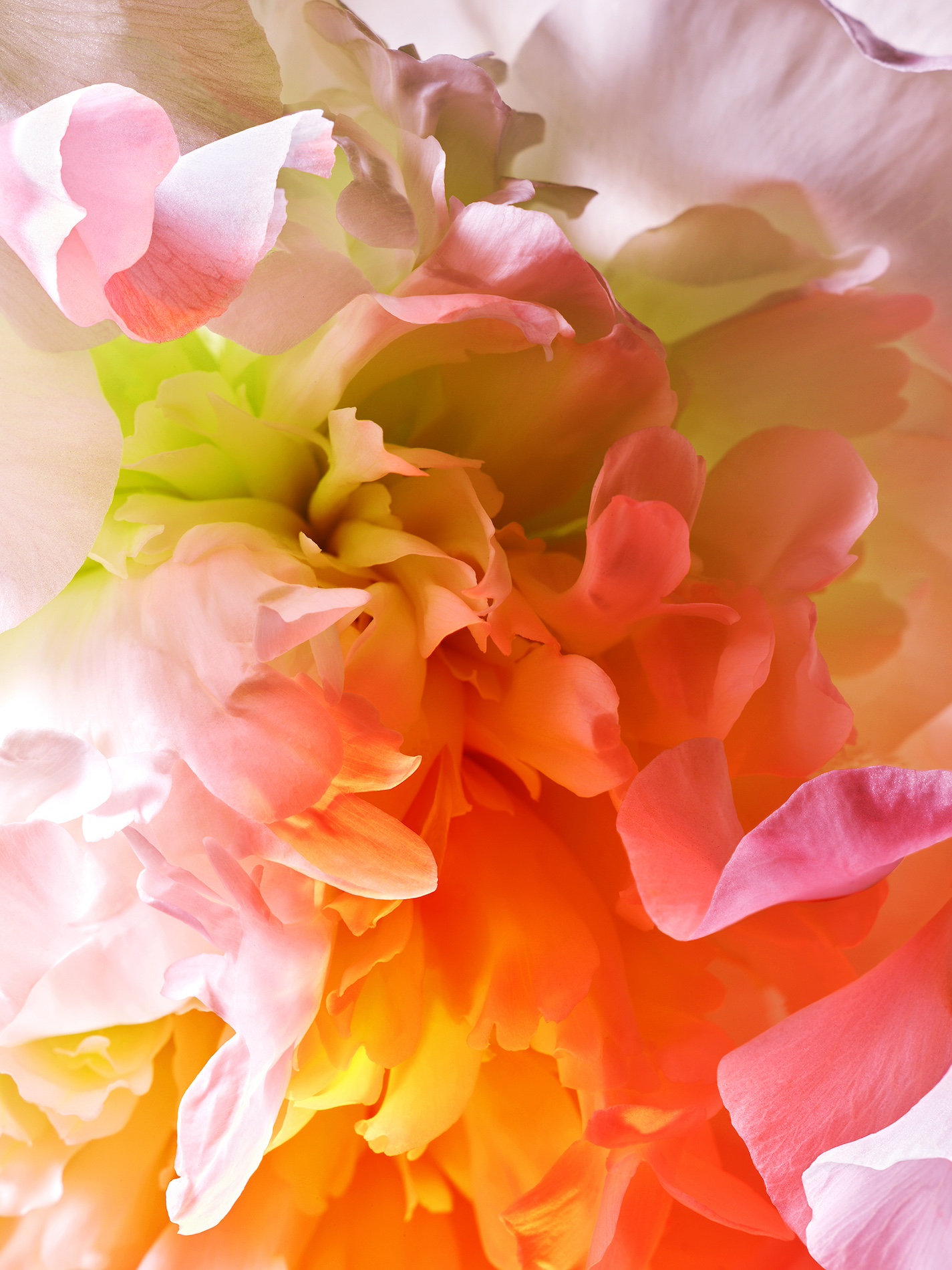 066 Jean Baptiste Degez Flowers Craetive Paris