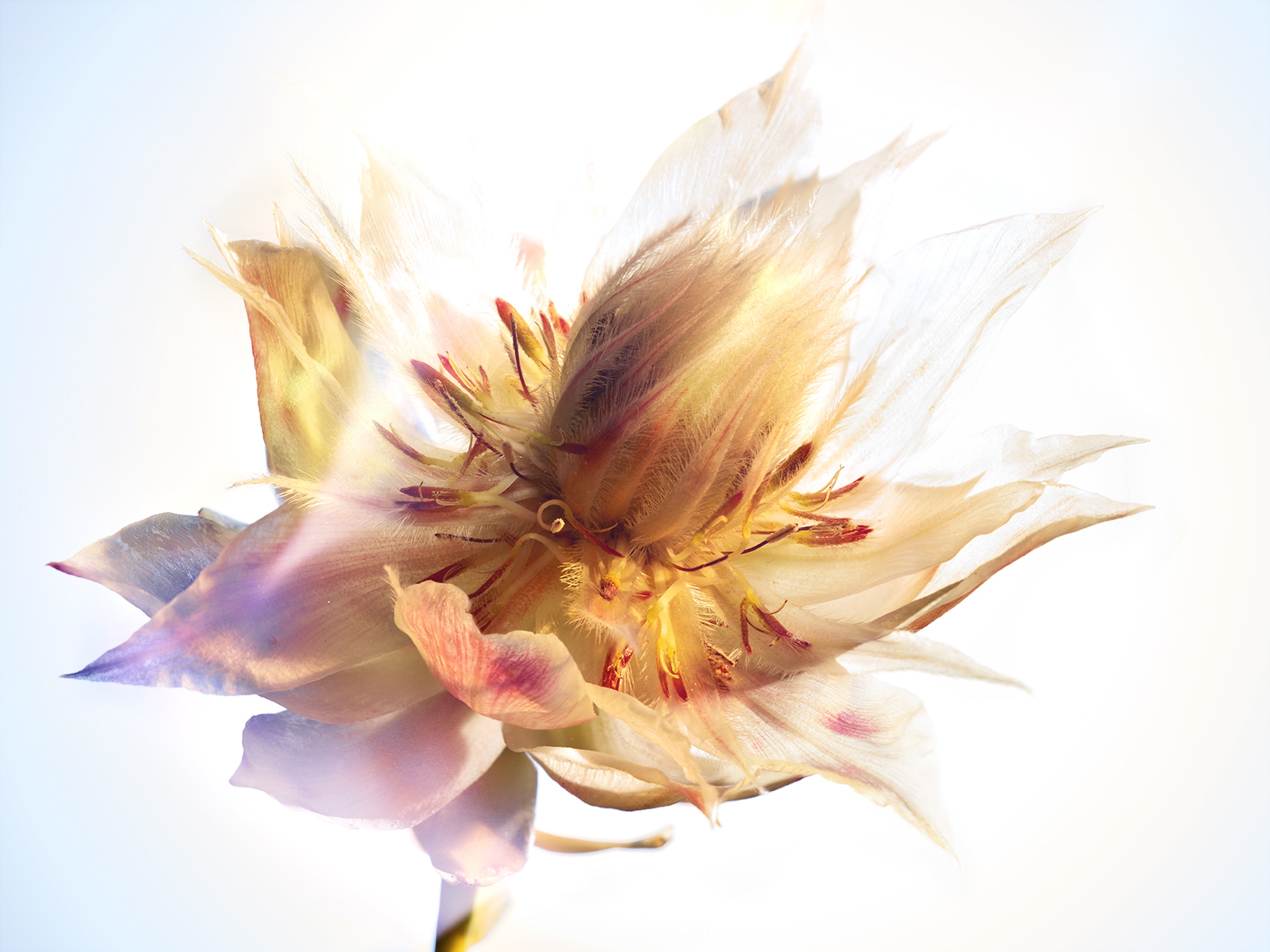 068 Jean Baptiste Degez Flowers Craetive Paris