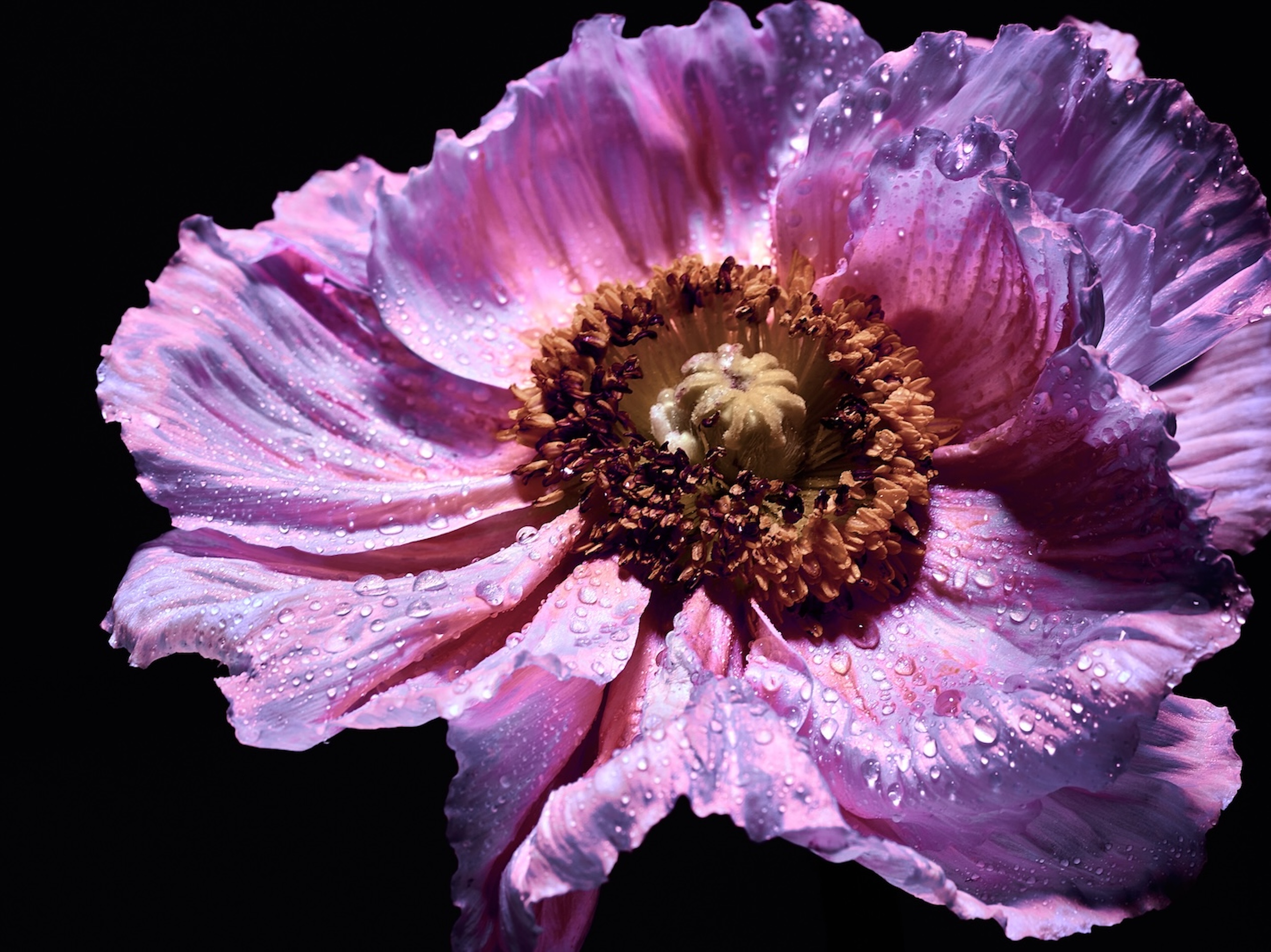 06 Fernando Gomez Craetive Paris Fragrances Flowers