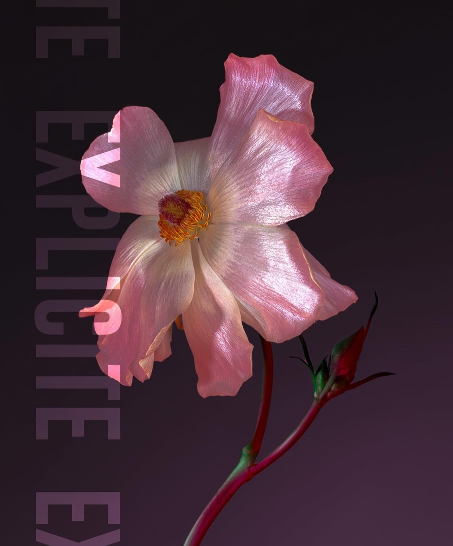 06 Thyrse Craetive Paris Portfolio Exnihilo Paris