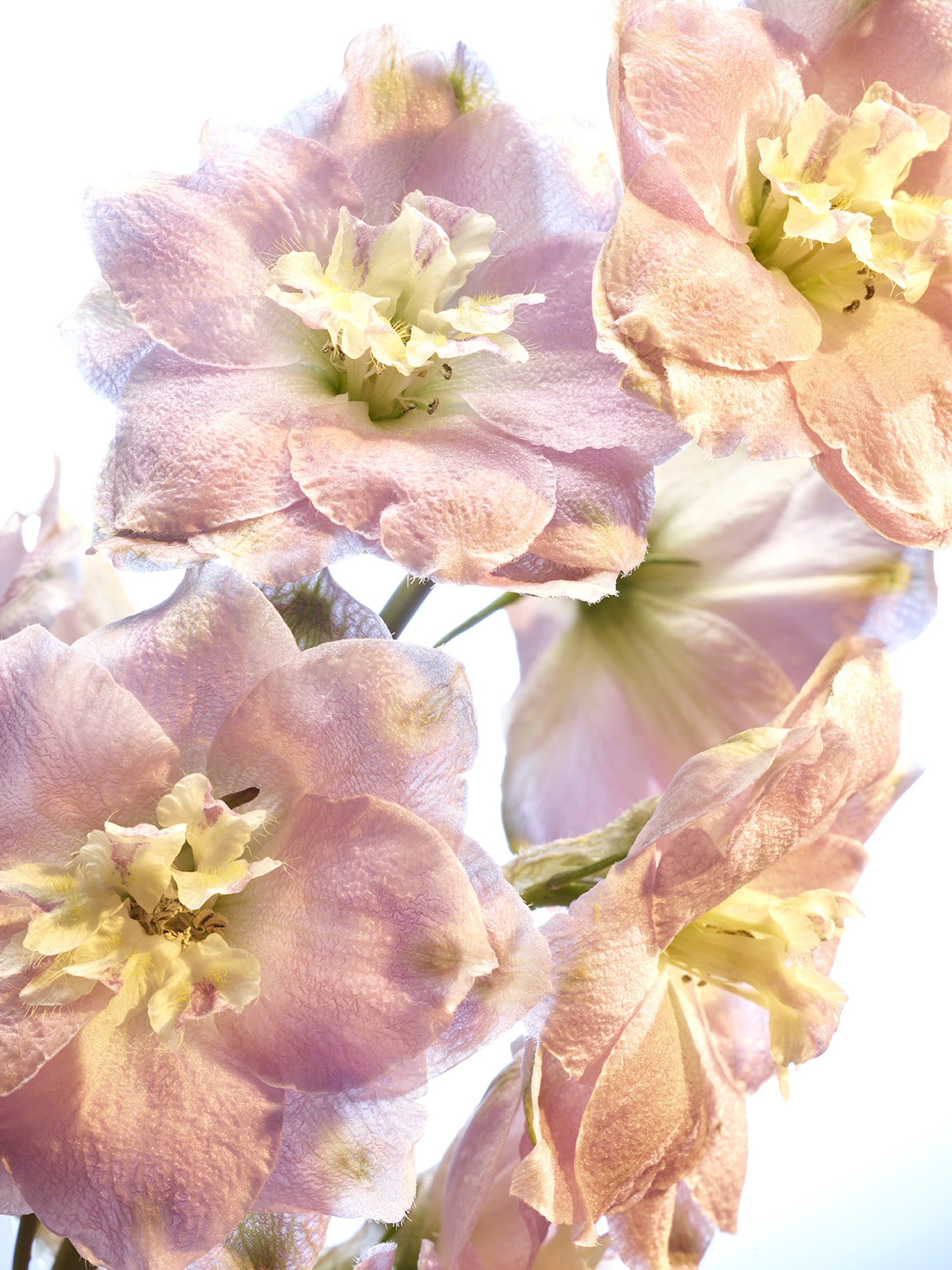 072 Jean Baptiste Degez Flowers Craetive Paris